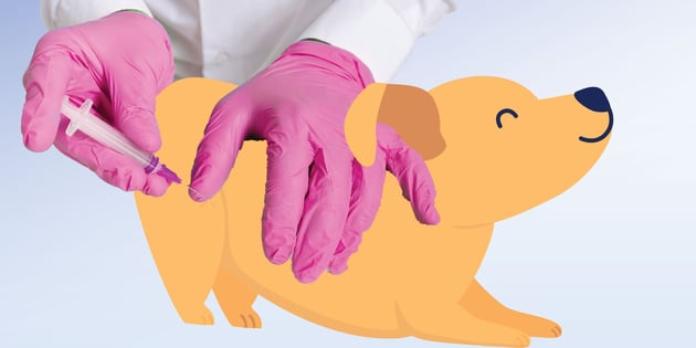 Can You Touch a Dog With Parvovirus? BetterVet